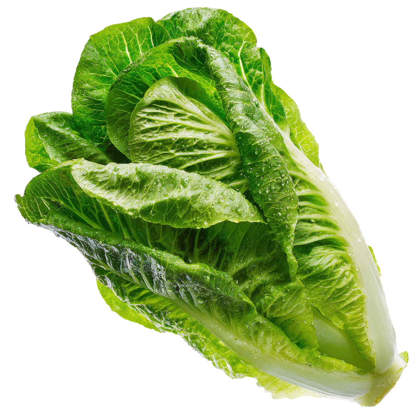 Natural Standards Organic Romaine Lettuce