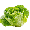 Natural Standards Organic Iceberg Lettuce