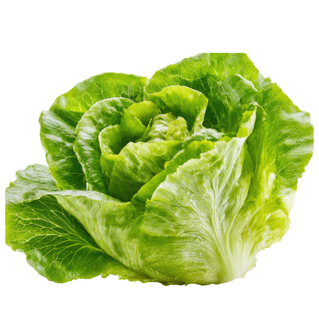 Natural Standards Organic Iceberg Lettuce