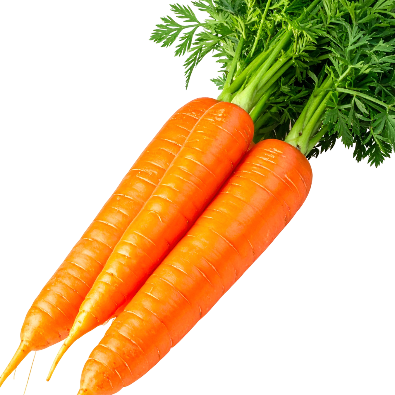 Natural Standards Organic Carrots